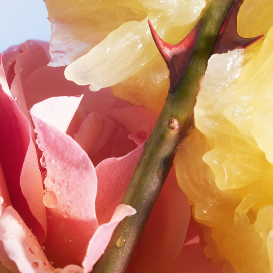 Perfume Guerlain La Petite Noire Feminino Eau de Toilette